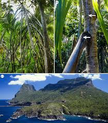 Image result for Pandanaceae