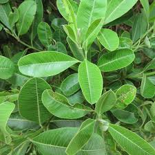 Image result for Ozoroa