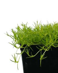 Image result for Sagina