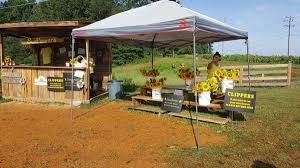 Maybe you would like to learn more about one of these? The Anderson Sunflower Farm 77 Photos 24 Reviews Farmers Market 3360 Shiloh Rd Cumming Ga United States