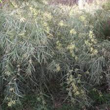 Image result for Acacia lasiopetala