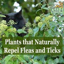 Petsweekly Plants That Repel Bugs Plants Insect Repellent Plants