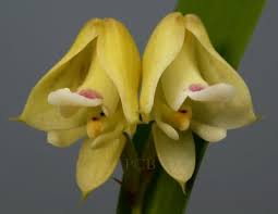 Image result for Polystachya adansoniae