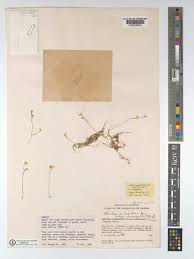 Image result for Utricularia scandens