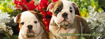 Find your new family member today, and discover the puppyspot difference. Huskerland Bulldogs Bulldog Puppies On Sale Akc Registered