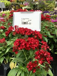 Image result for Pentas schumanniana
