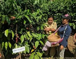 Exotica Kopi Ploncing Primadona Daerah Berskala Nasional