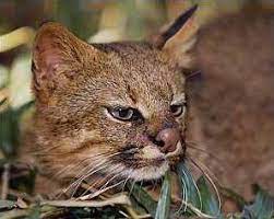 Tell a friend about us, add a link to this page, or visit the webmaster's page for free fun content. Colo Colo Lleva Su Nombre Por La Leyenda Chilena Homologa Endangered Species Wild Cat Species Pampas Cat Small Wild Cats
