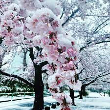 いいね 153件 コメント7件 niko mkuni v92 のinstagramアカウント 雪と桜 とても綺麗です もうすぐ4月だというのに天気予報通り 今日の東京は大雪 雪国の方から見たら この程度で大雪と言ったら笑われるかも cherry blossom outdoor sakura