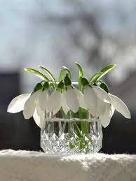 Fotografias Sao Pequenos Pedacos Da Eternidade White Flower Farm Beautiful Flowers Flower Arrangements