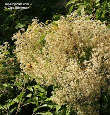 Image result for Nuxia floribunda