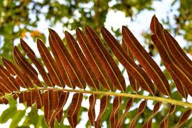 Image result for Acrostichum