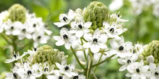 Image result for Ornithogalum seineri
