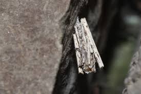 Image result for Psyche crassiorella