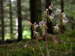 Image result for Epipogium