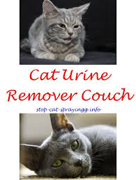 Orca Boat Plans Cats Male Cat Spraying Cat Urine Smells