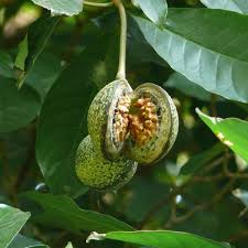 Image result for Voacanga africana