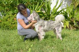 Occasionally they will cost more. Animal Shelters In Saudi Arabia See A Rise In Unwanted Dogs And Cats Arab News