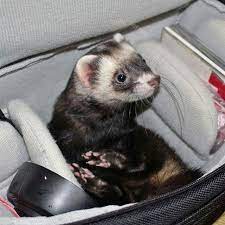 pin on ferrets are not rodents