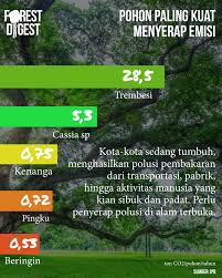 Pembakaran terbuka di kawasan perumahan. Trembesi Vs Lidah Mertua Mana Lebih Kuat Menyerap Polusi