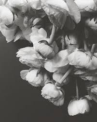 Black And White Photography Prints For Sale Black And White Ranunculus Print Minimalist Black And White Etsy In 2020 Black And White Flowers Black And White Wall Art White Flower Photos