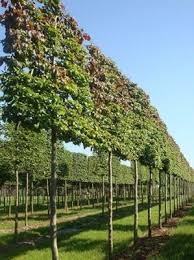 Jetzt Photinia Fraseri Glanzmispel Hochstamm Spalier H 120 B 120 T 10 Gunstig Kaufen Bis Zu 20 Pr Eisenholzbaum Gartendesign Ideen Glanzmispel Hochstamm