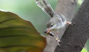 Ciblek kristal putih gacor ngebern santai untuk pancingan ciblek muda agar gacor. Harga Burung Ciblek Terbaru 2018