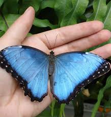 .show me butterfly pictures, black and pink butterfly pictures, butterfly with flower picture, butterflies photos free, single butterfly pictures, printable pictures of butterfly, pictures butterfly flowers, cool butterfly pics, colorful butterflies graphics, free pictures of butterflies. Butterfly S Wing Ears May Detect Birds Live Science