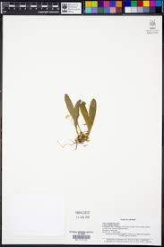 Image result for Liparis deistelii