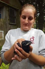 Chough report: June 2016