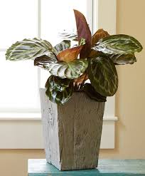 It is one of the best red indoor plants you can grow! Easy To Grow Houseplants With Colorful Leaves Costa Farms