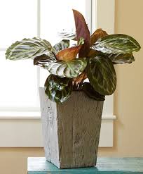 10 plants with dark foliage. Easy To Grow Houseplants With Colorful Leaves Costa Farms