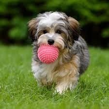 Havapoo puppies for sale at canine corral the #1 place on long island to buy your new puppy! Find Havanese Breeders Puppies For Sale In California
