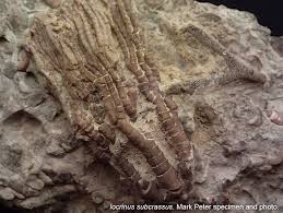 Crinoid Ohio Department Of Natural Resources