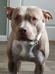 rednose pitbull red nose pitbull pitbulls white pitbull