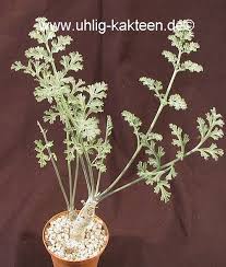 Swiss balcony geranium 'balcon royale red' pp (pelargonium peltatum) 2.5 pot size. Pelargonium Carnosum Caudex Uhlig Kakteen More Than 5 000 Different Species