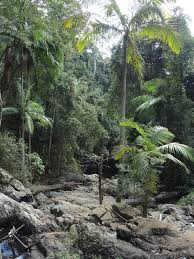 We did not find results for: Image Archontophoenix Cunninghamiana Bangalow Palm Biolib Cz
