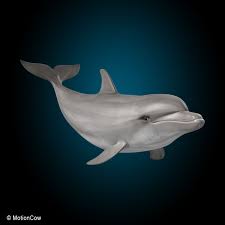 Bottlenose Dolphin 3d Model Https Static Turbosquid Com Preview 2014 05 24 16 29 11 Dolphin A Jpgdd1612d3 C412 4a4a Aad 3d Model Bottlenose Dolphin Dolphins