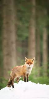 Help your family keep cool in the summer heat. Pin Von R Kumar Auf Animals Hd Wallpaper Fuchs