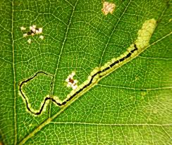 Image result for Stigmella pyri