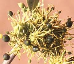 Image result for Boscia filipes