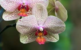 We did not find results for: Ice Cube Orchid Care Maintenance Miss Chen Garden Manage Gfinger Is The Best Garden Manage App
