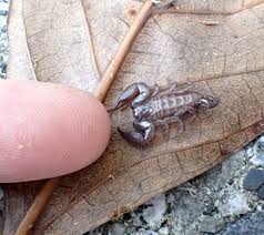 日本にもサソリがいる 〜ヤエヤマサソリは無害で超かわいい！〜 （沖縄・八重山諸島） – Monsters Pro Shop