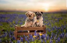 It can be photos of your furry friend for your instagram feed. The 7 Best Pet Photographers In San Antonio Peerspace