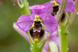 Image result for Ficalhoa