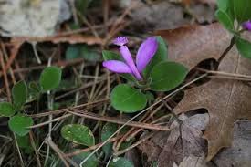 Image result for Polygala friesii