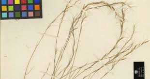 Image result for Aristida recta