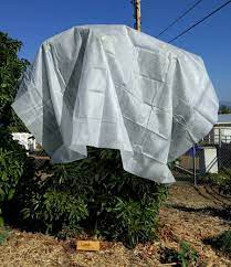 The sheets weigh more, so they bend down branches/foliage, but they bounced back okay. Protecting Avocado Trees From Cold Greg Alder S Yard Posts Southern California Food Gardening