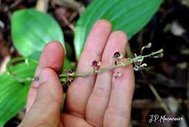 Image result for Liparis nervosa