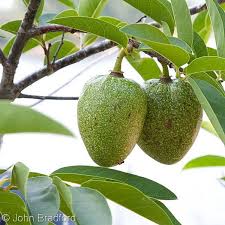 Image result for Landolphia glabra